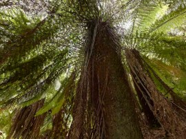 Treeferns, coupe tn44b