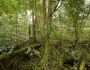 A forest a day … when will the logging of our spectacular forests actually&nbsp;cease?