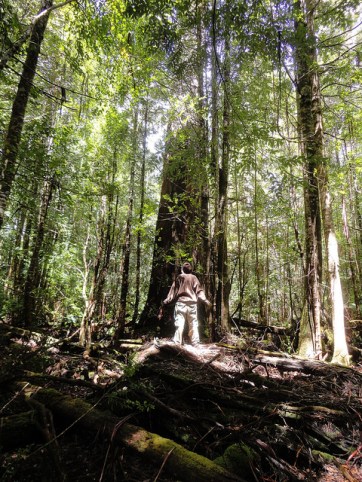 In tact forest in Butlers Gorge