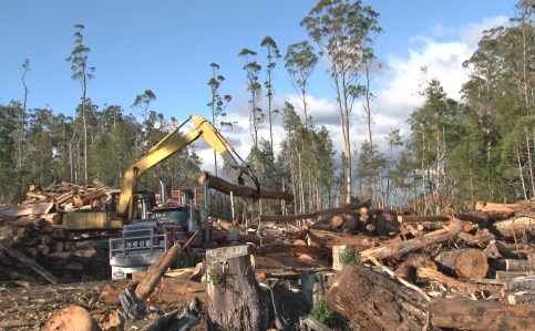 Current logging in World Heritage nominated Butlers Gorge