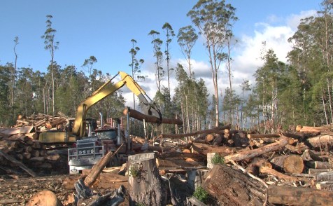 Current logging in Butlers Gorge