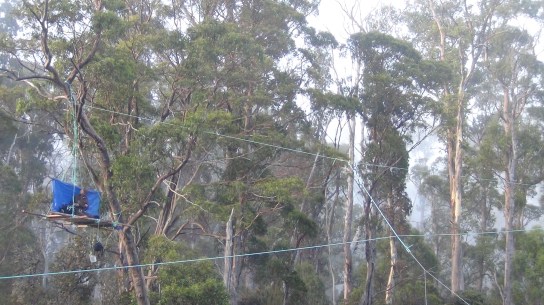 Butlers Gorge tree sit 1 (2)
