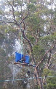 Butlers Gorge tree sit 1